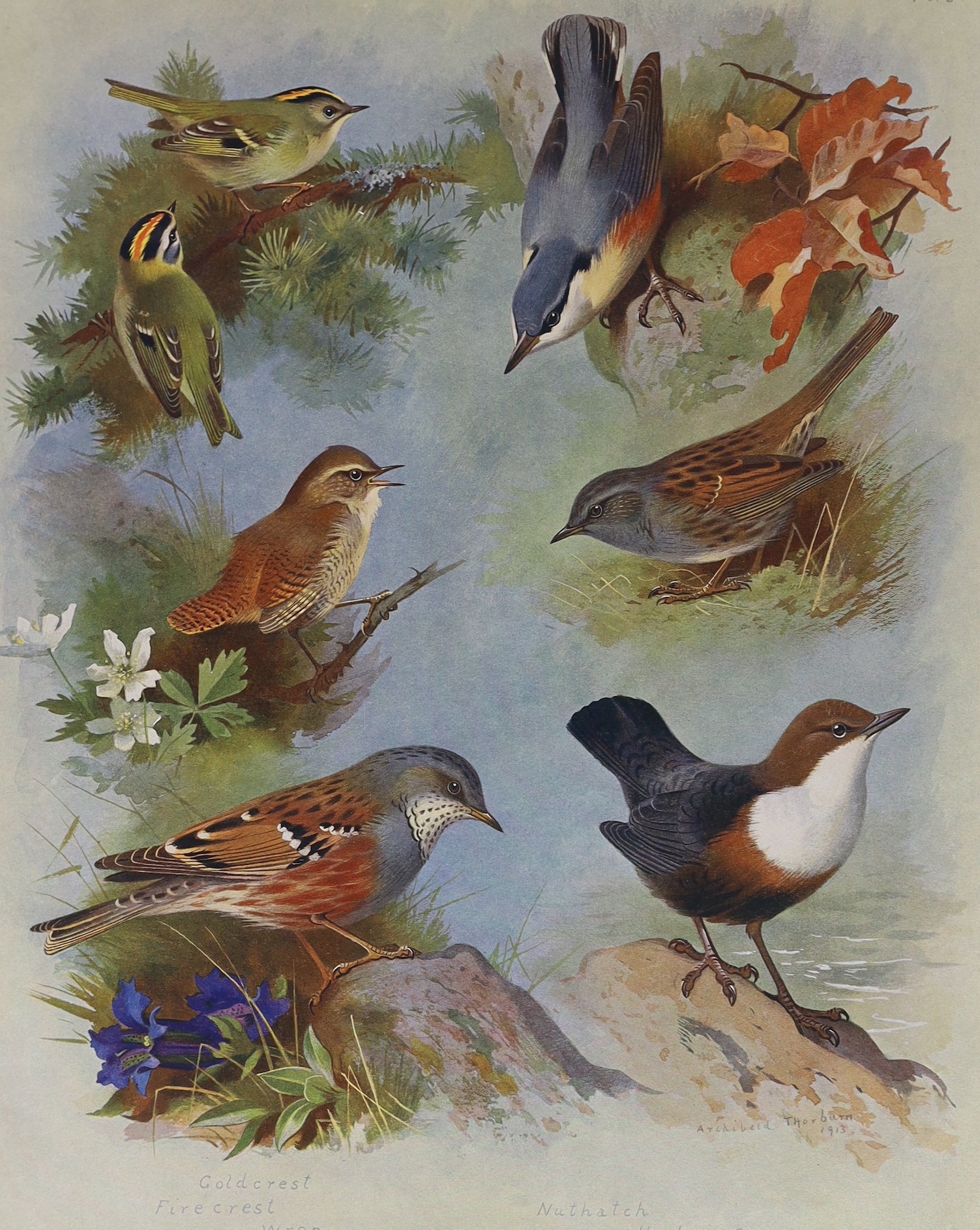 Thorburn, Archibald - British Birds, 4 vols, 4to, original red cloth, with 80 coloured plates, spines sunned, Longmans, Green and Co., London, 1917, uniformly bound with - Thorburn, Archibald - British Mammals, 2 vols, 4